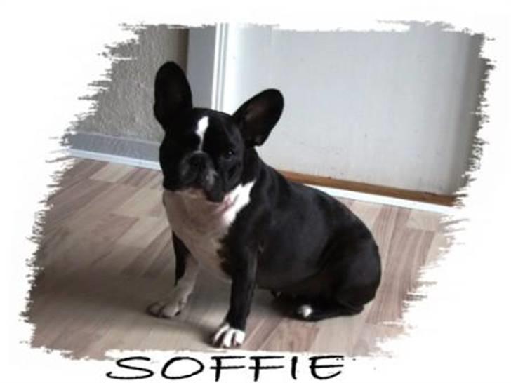 Fransk bulldog ~SOFFIE~ <3Himmelhund<3 billede 16