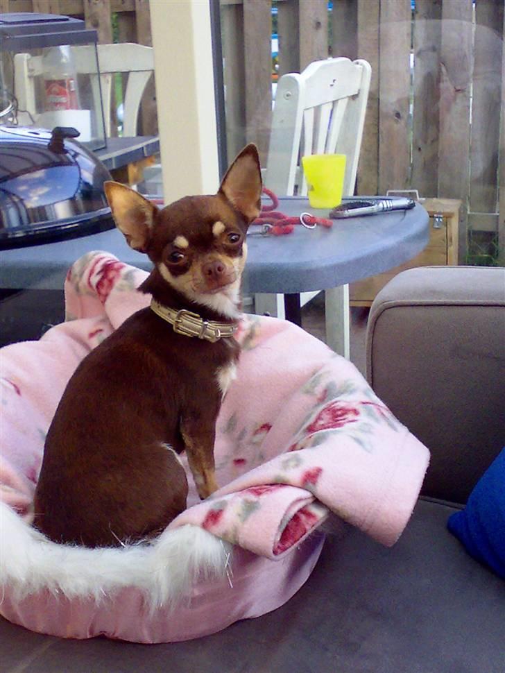 Chihuahua Dolle - er jeg ikke flot billede 1