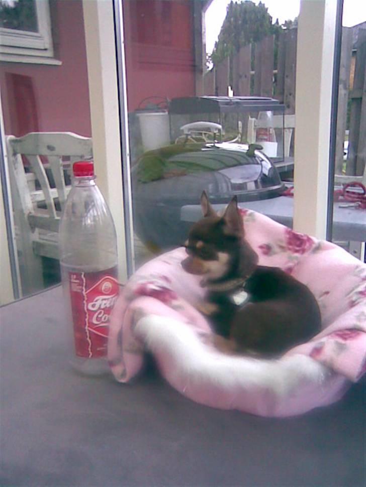 Chihuahua Dolle - jeg troede godt nok at jeg var større end en flaske billede 2