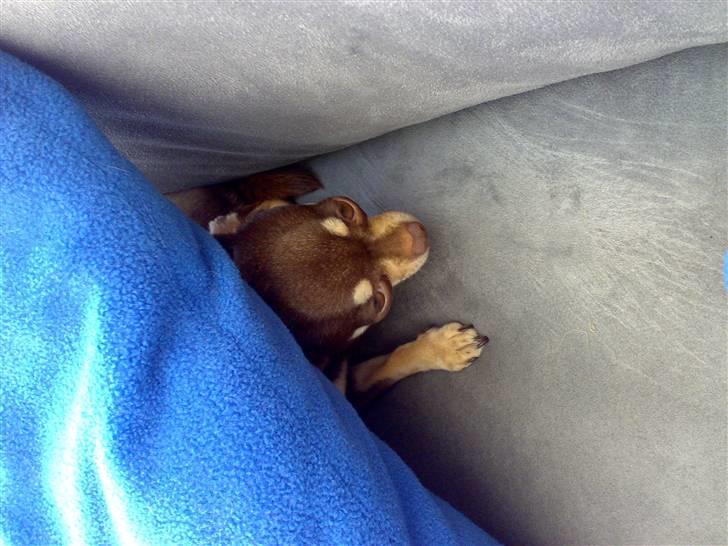 Chihuahua Dolle - titte bøhhhhhhh  billede 3