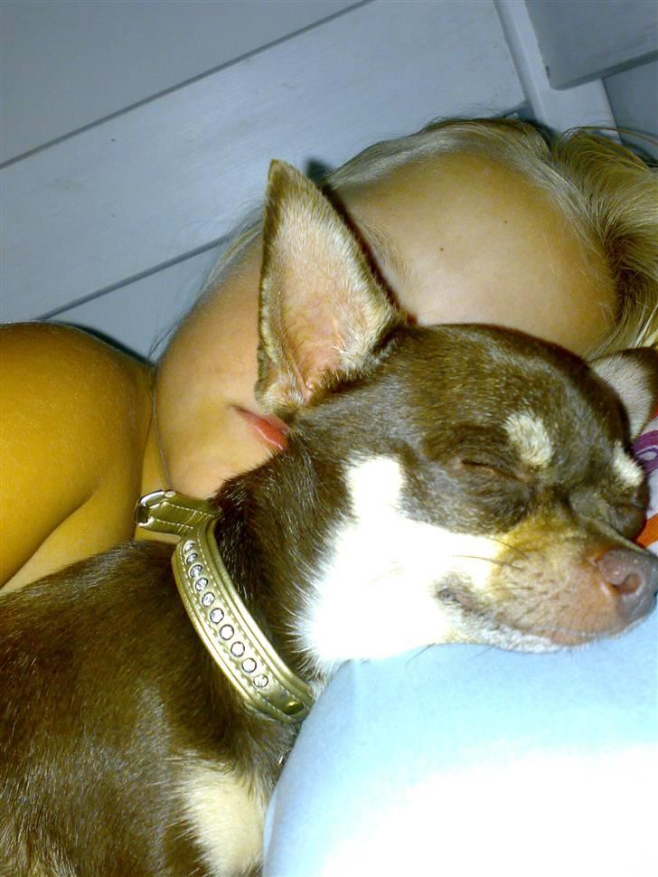 Chihuahua Dolle - sovetid gab billede 4