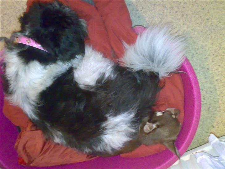 Chihuahua Dolle - det er dejligt at putte med liva billede 5