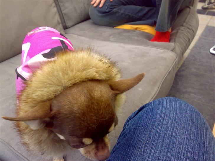 Chihuahua Dolle - øv skal prøve farmors nye jakke hmmm billede 6