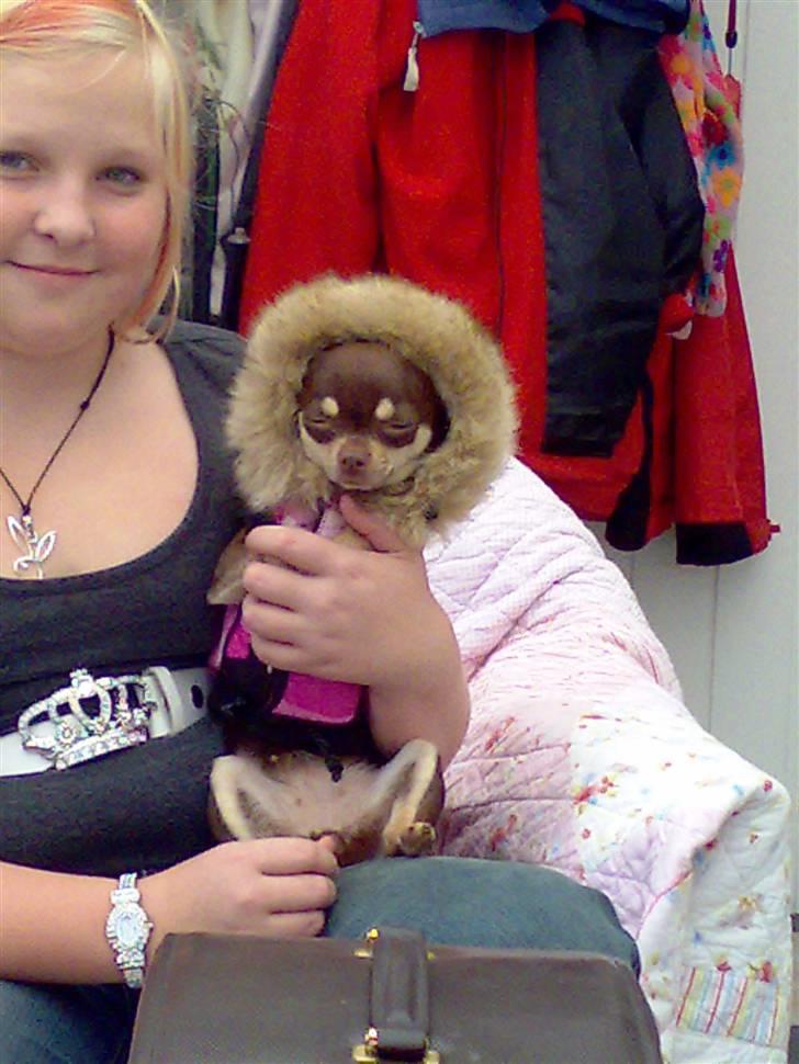 Chihuahua Dolle - helt ærligt syntes i det er flot :o( billede 7