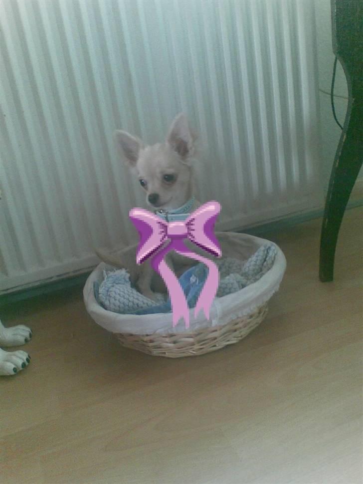 Chihuahua Kaiser <3 billede 13