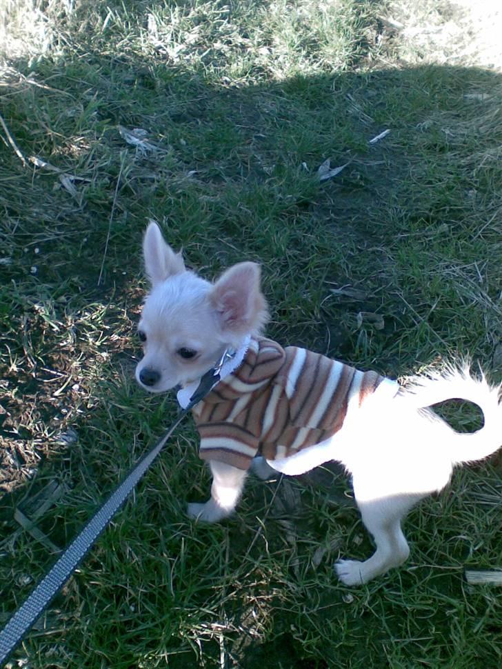 Chihuahua Kaiser <3 billede 14