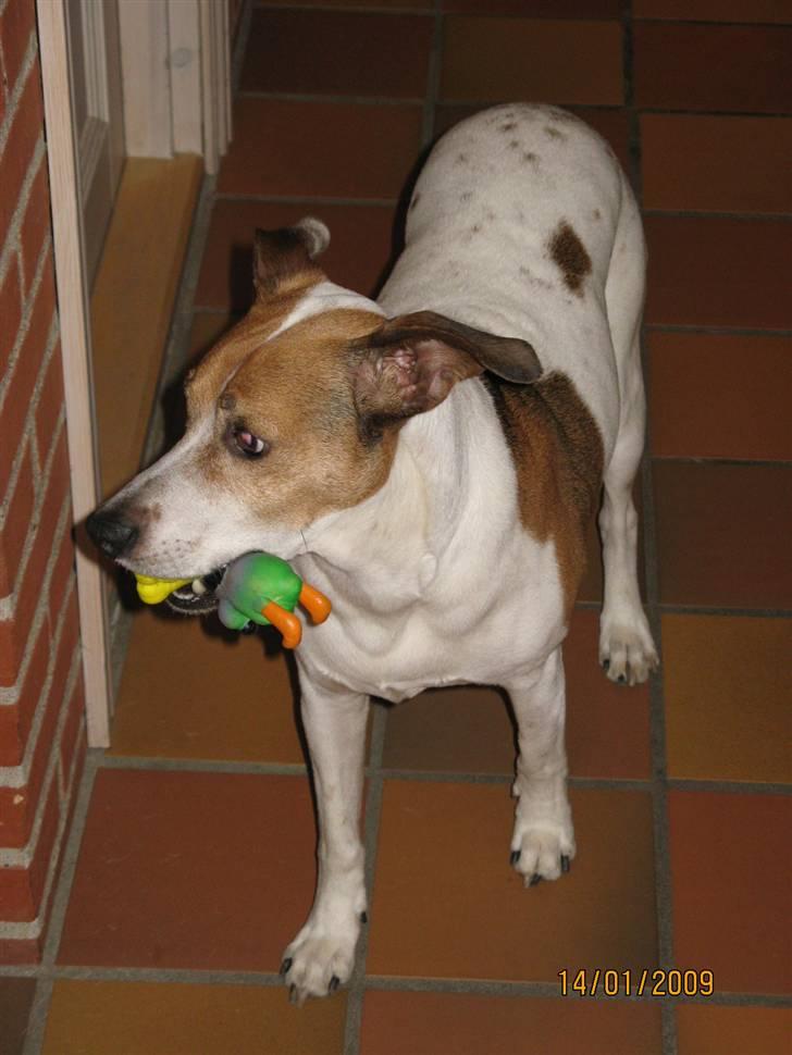 Dansk svensk gaardhund Buster billede 5