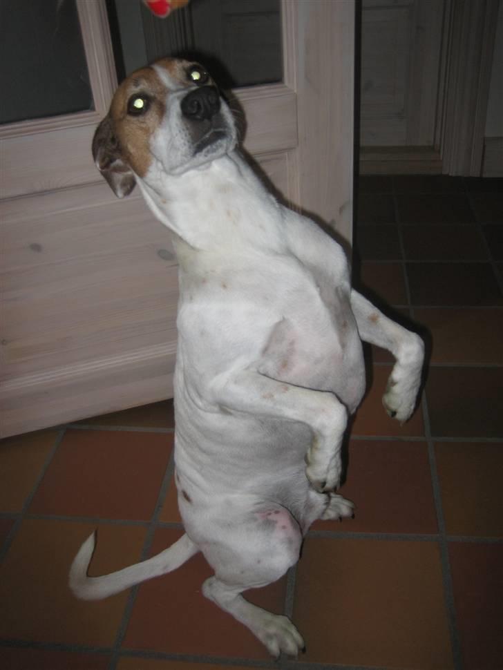 Dansk svensk gaardhund Buster - her sider han på halen.. han er så dygtig, det kraver ryg muskler:) billede 6