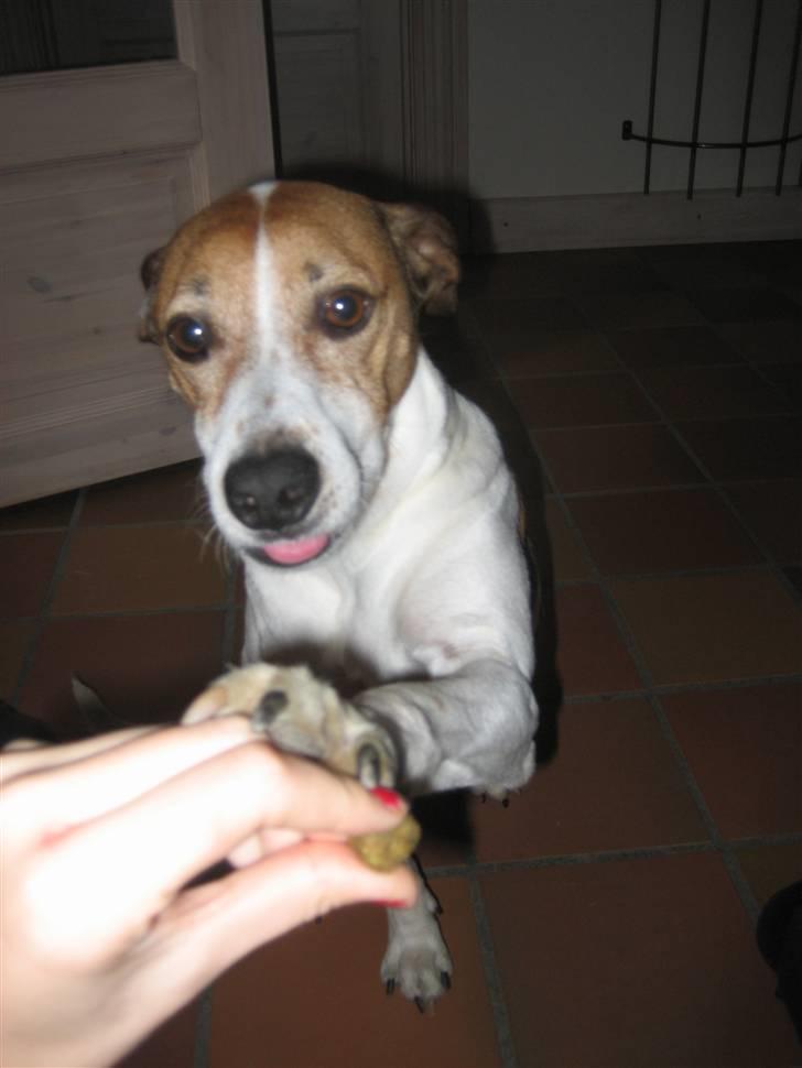 Dansk svensk gaardhund Buster - han elsker at gi pote hvis han kan få en godbid ud af det:) billede 7