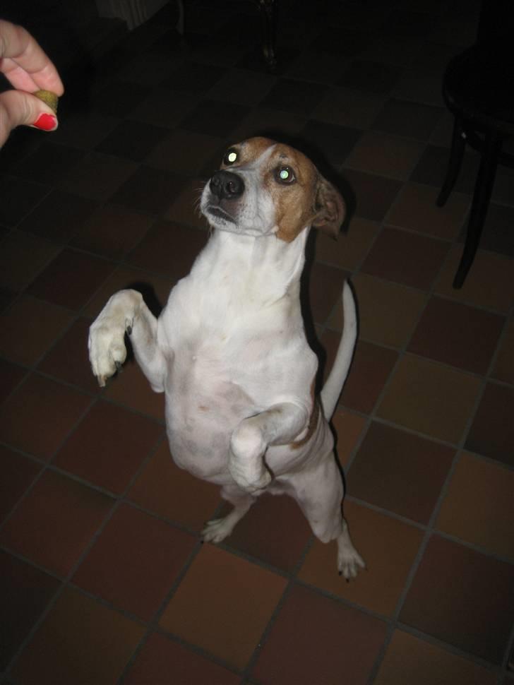 Dansk svensk gaardhund Buster - så går vi lidt på bagben:) billede 8