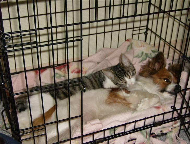 Papillon Mille - Bliver lige vasket lidt af Emma. billede 10