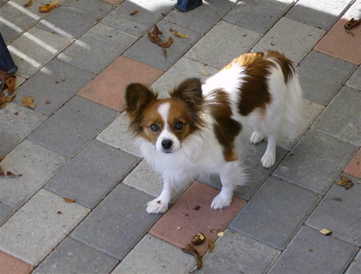 Papillon Mille billede 11