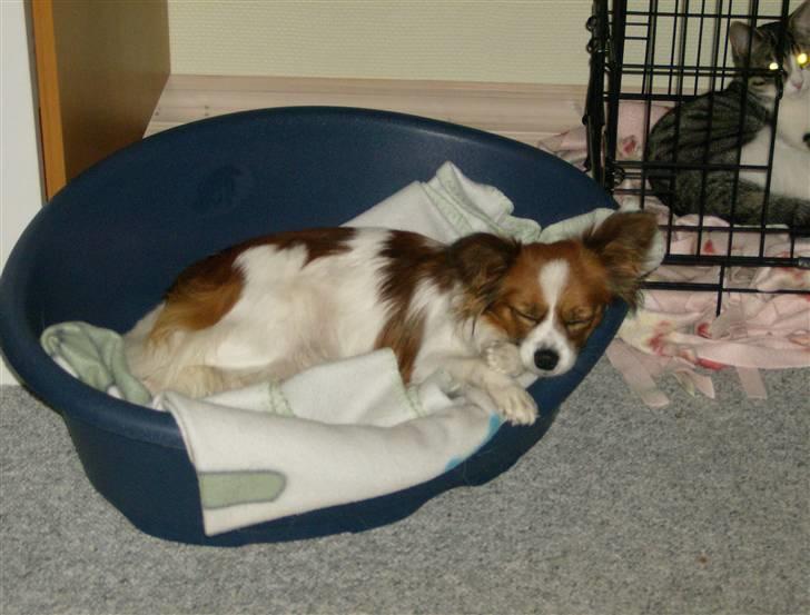 Papillon Mille - Får lige en slapper.. billede 12