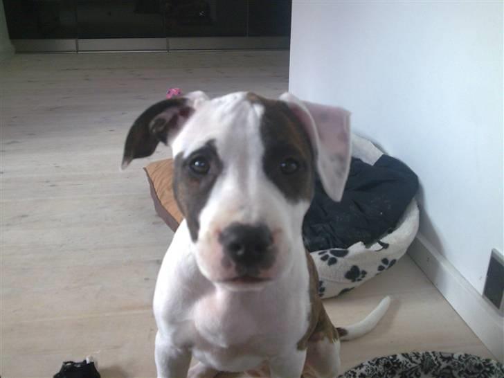 Amerikansk staffordshire terrier *Kiara Tutela*  billede 7