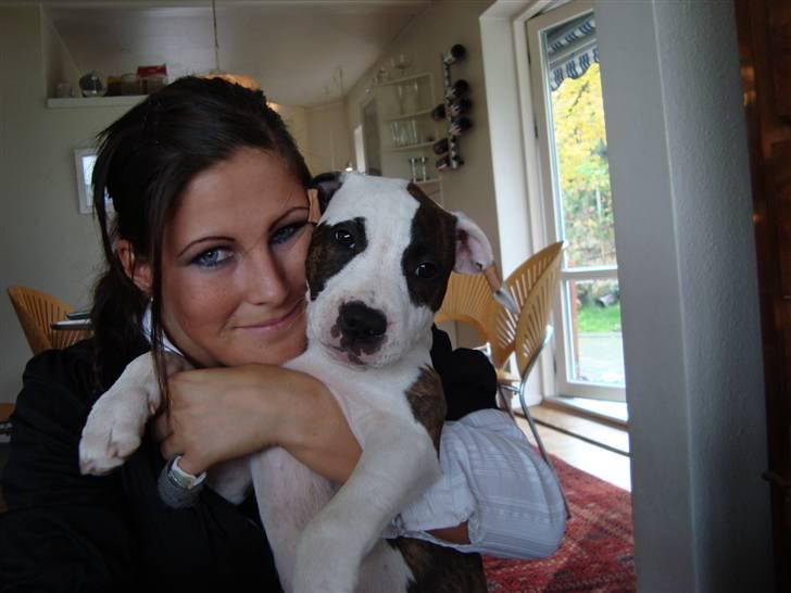 Amerikansk staffordshire terrier *Kiara Tutela*  billede 8