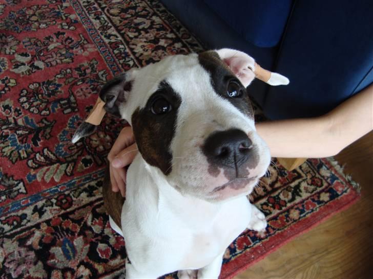 Amerikansk staffordshire terrier *Kiara Tutela*  billede 9