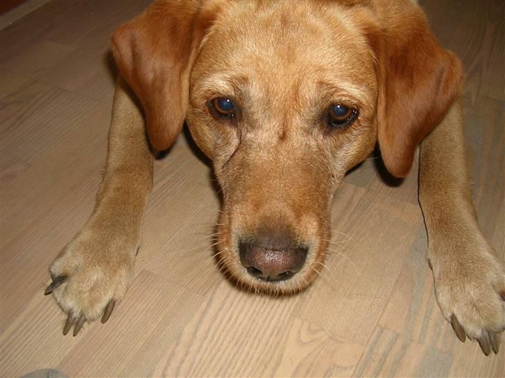 Labrador retriever Miko - det skulle vel aldrig være mad du har der? billede 2