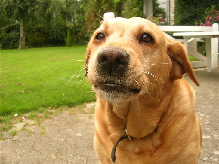 Labrador retriever Miko - sådan så hun altid ud når hun gik rundt i huset og "sang" billede 3