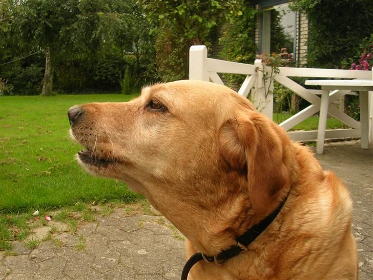 Labrador retriever Miko billede 4