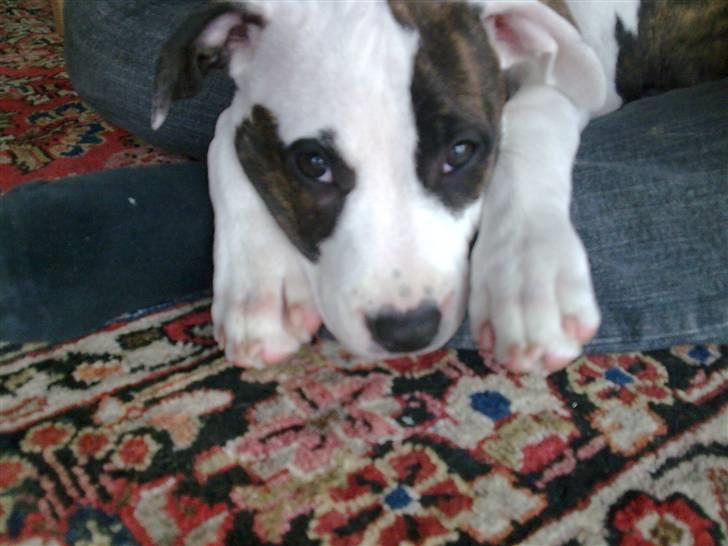 Amerikansk staffordshire terrier *Kiara Tutela*  billede 10