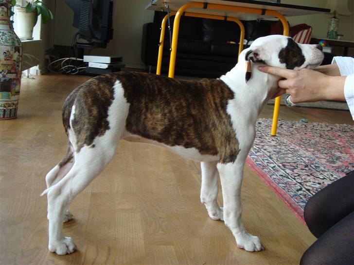Amerikansk staffordshire terrier *Kiara Tutela*  - Ihh hvor bliver hun bare stor og fin:o) billede 11