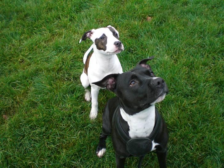 Amerikansk staffordshire terrier *Kiara Tutela*  - Det her er mig og min storesøster Gucci som også er herinde:o) billede 12