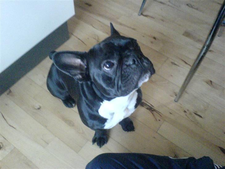 Fransk bulldog Zeus billede 8