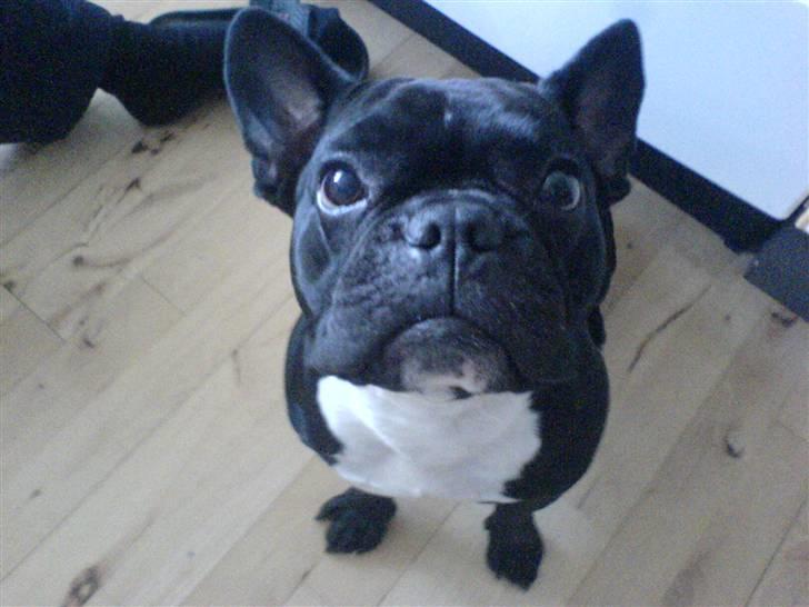 Fransk bulldog Zeus billede 9