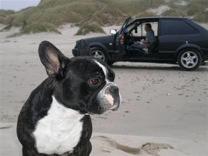 Fransk bulldog Sumo :) - R.I.P :´( billede 15