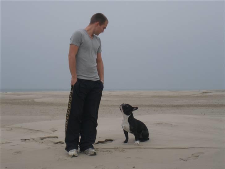 Fransk bulldog Sumo :) - R.I.P :´( billede 16