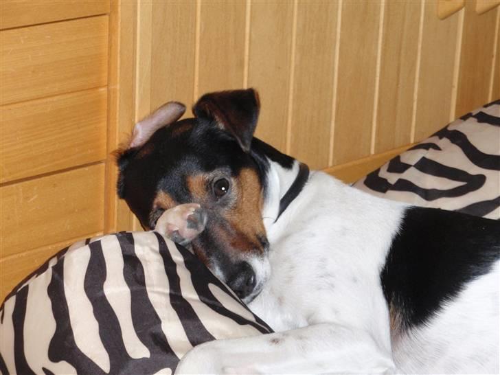 Dansk svensk gaardhund milo billede 1