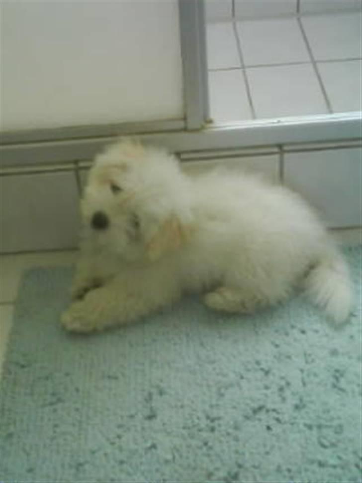 Coton de tulear Louis <3 - louis <33 11 uger <3 billede 10