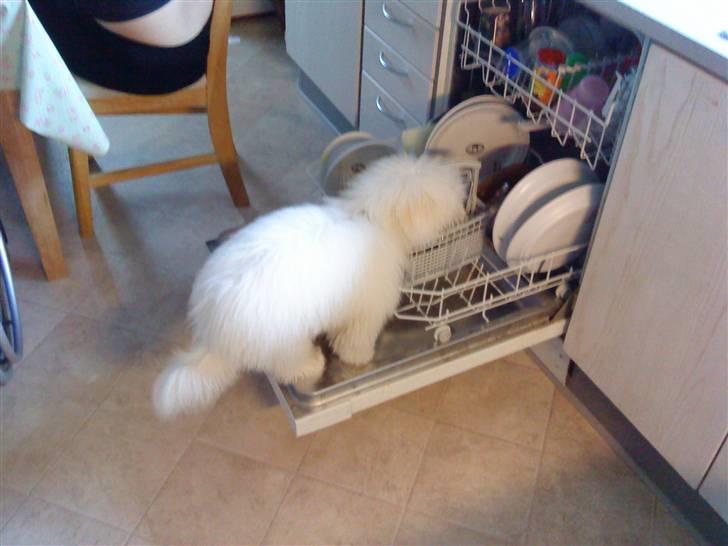 Coton de tulear Louis <3 - louis hjælper med opvasken =) billede 11