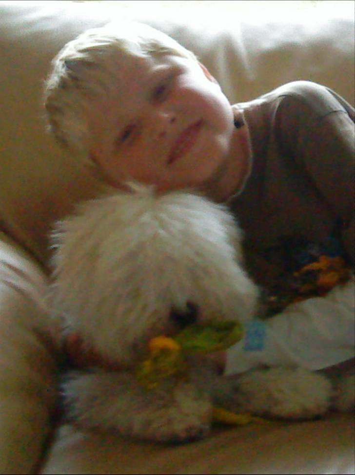 Coton de tulear Louis <3 - min bror og Louis <3 billede 12