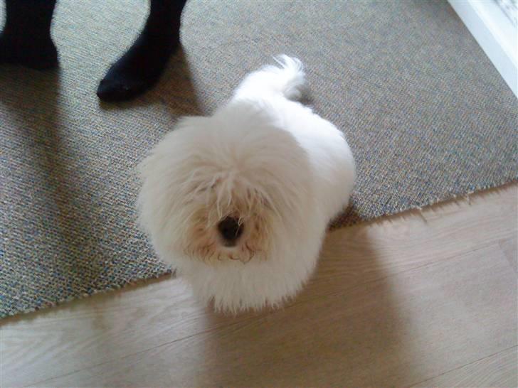Coton de tulear Louis <3 - miin skat <3 billede 13
