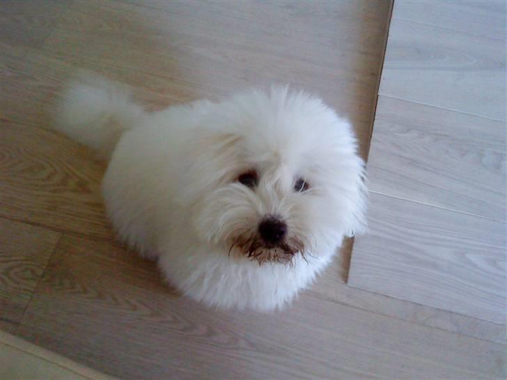 Coton de tulear Louis <3 - min skat, med øjne =) billede 14