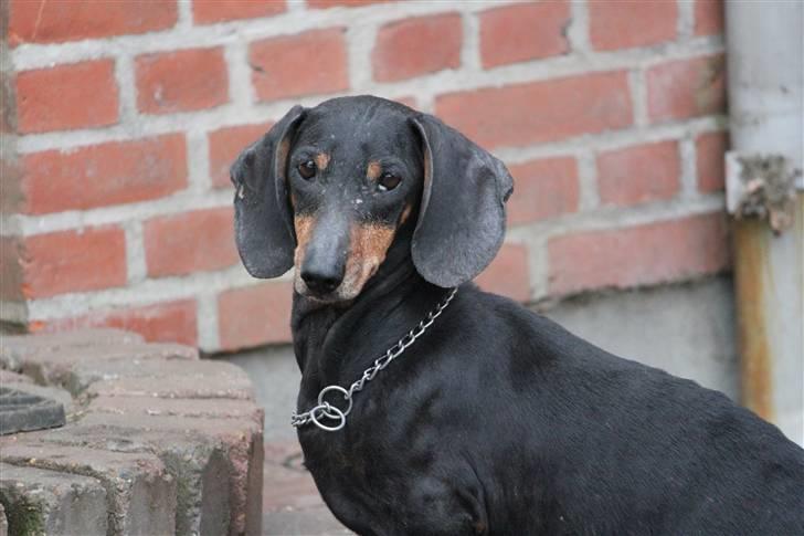 Gravhund Charolaigårdens Charlie - Charlie - 2010 billede 1