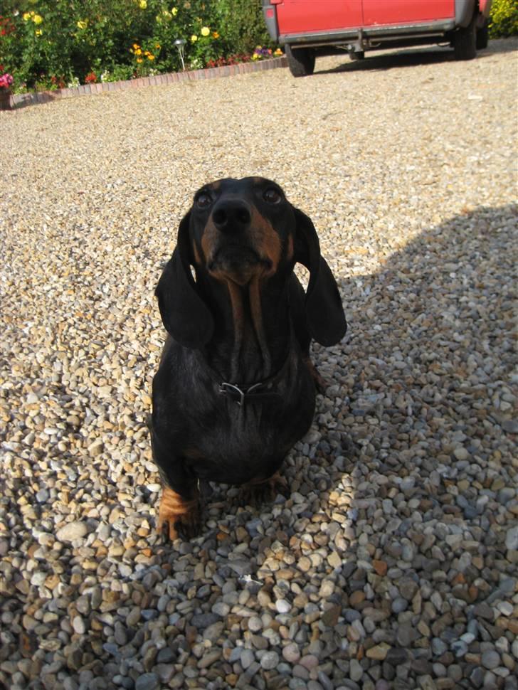 Gravhund Charolaigårdens Charlie - Charlie - 7. oktober 2008 billede 2