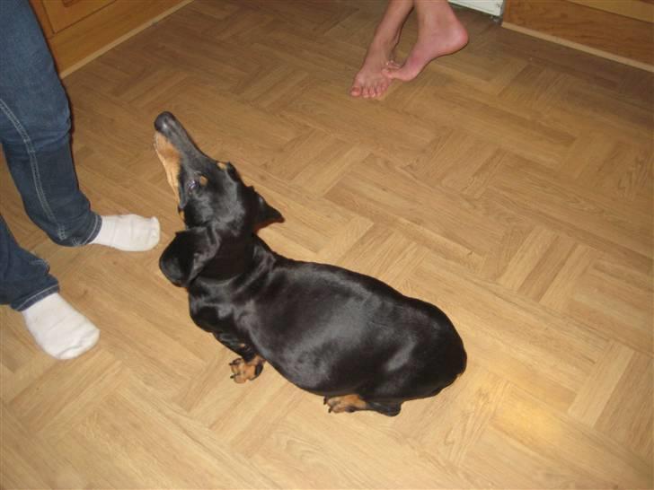 Gravhund Charolaigårdens Charlie - Charlie - kort tid inde hun skulle have hvalpe:D:D det kan man kalde tyk?Ö billede 3