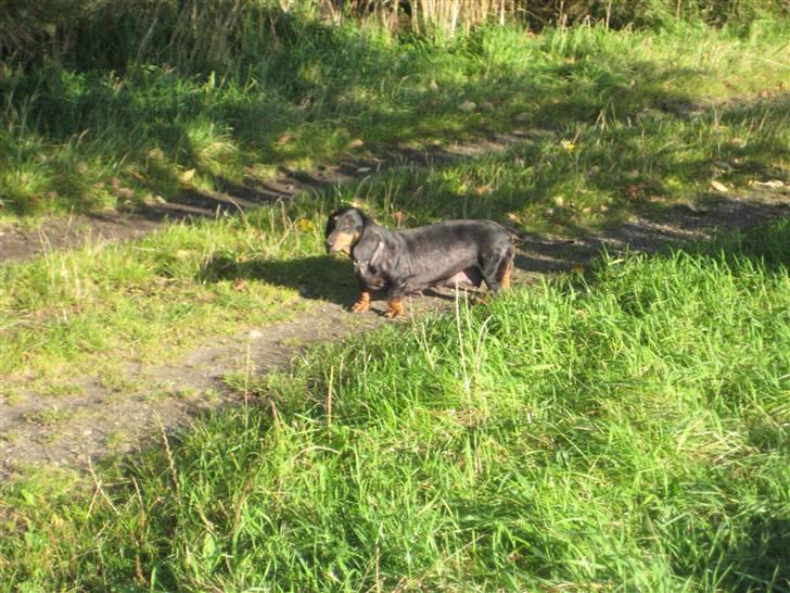 Gravhund Charolaigårdens Charlie - Tur - 12. oktober 2008 (man kan se hendes eksem, der hvor hun mangler noget af hendes pels) billede 4