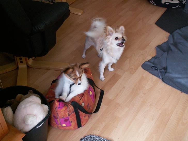 Blanding af racer Luna billede 9