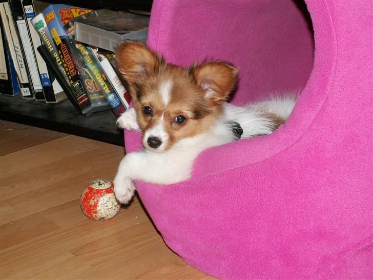 Blanding af racer Luna billede 10