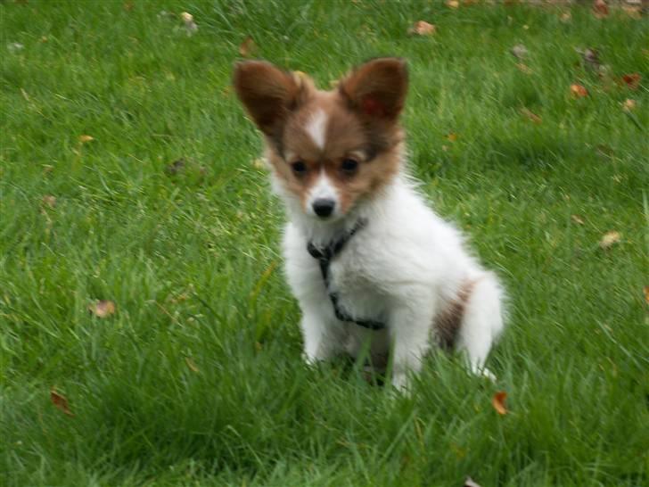 Blanding af racer Luna billede 11