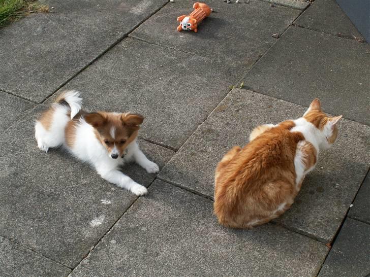 Blanding af racer Luna billede 12