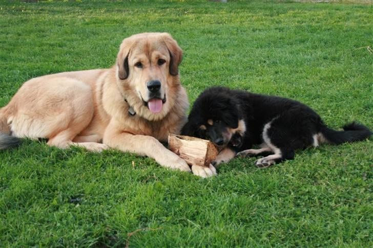 Tibetansk mastiff Himmelhund Tesla billede 16