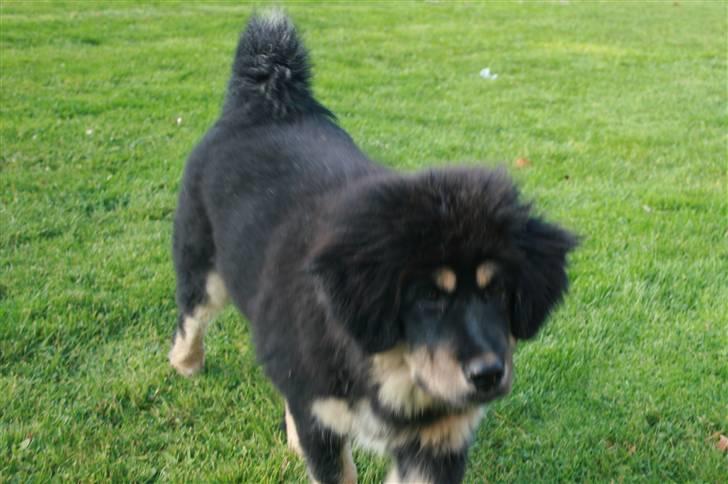 Tibetansk mastiff Himmelhund Tesla billede 17