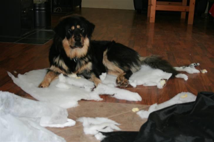 Tibetansk mastiff Himmelhund Tesla - "Det var ikke mig, næh... jeg kender intet til det!! Passer bare på at den ikke går mere i stykker....." billede 18