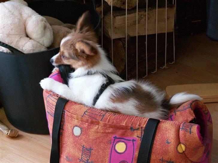 Blanding af racer Luna billede 13