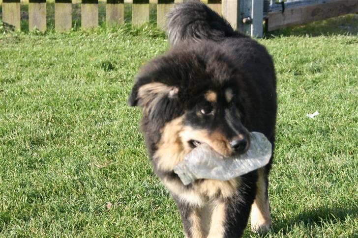 Tibetansk mastiff Himmelhund Tesla billede 19
