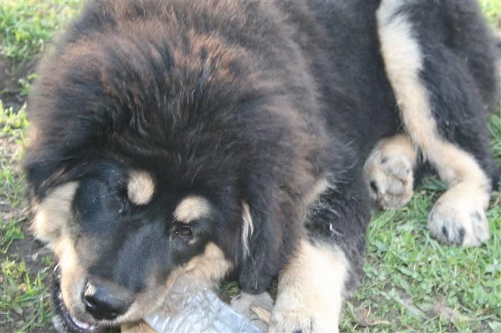 Tibetansk mastiff Himmelhund Tesla billede 20